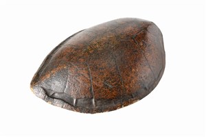 Image description is not available for 1989.3.1